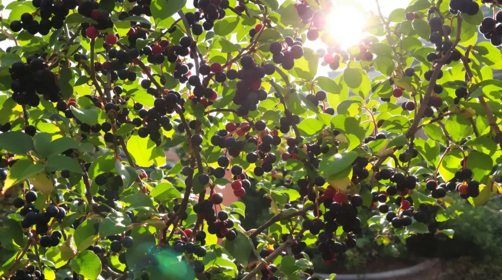 Le fruitier le plus facile du jardin : même sans main verte, il pousse et fructifie sans effort